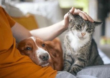 FOTO-PERRO-GATO FOTO-PERRO-GATO